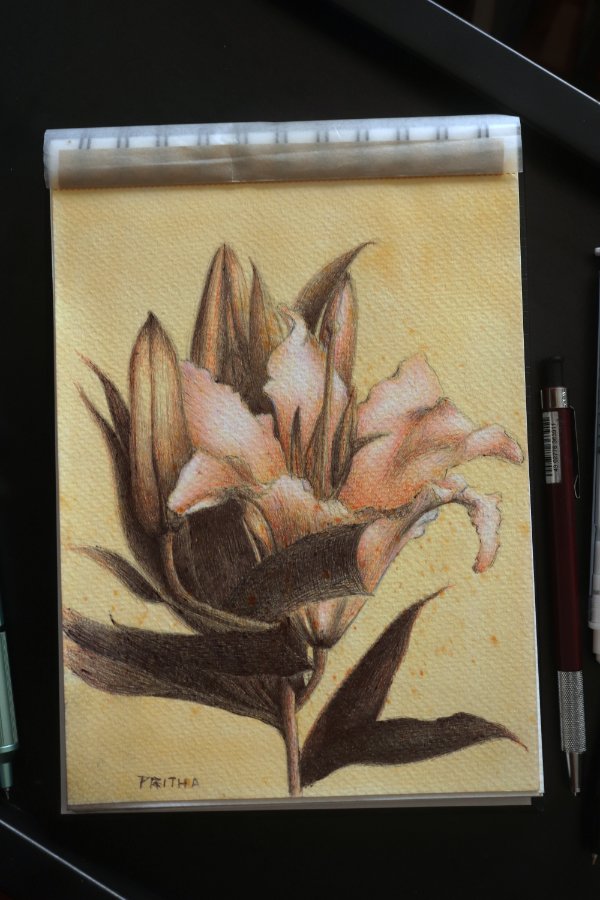 Lily Study