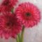 Pink Gerberas