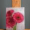 Pink Gerberas